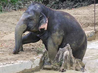 Spelen met olifanten