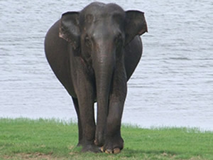Wild-Life, Sri-Lanka